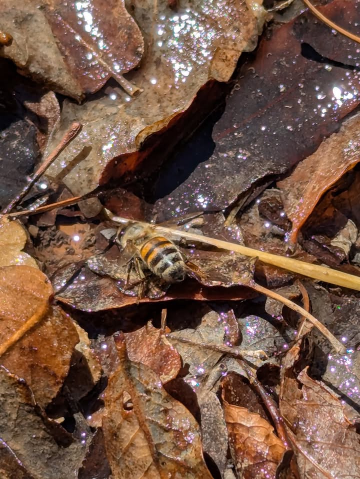 Appraching Manzanita Spring