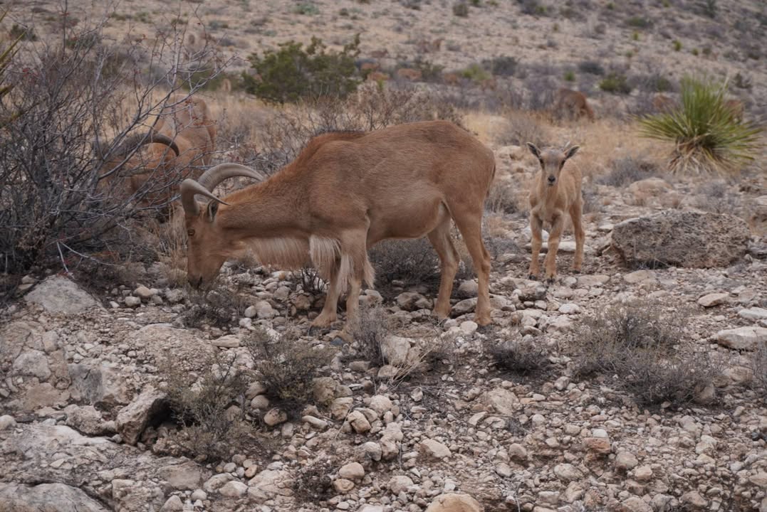 Barberry Sheep near Carlsbad Caverns