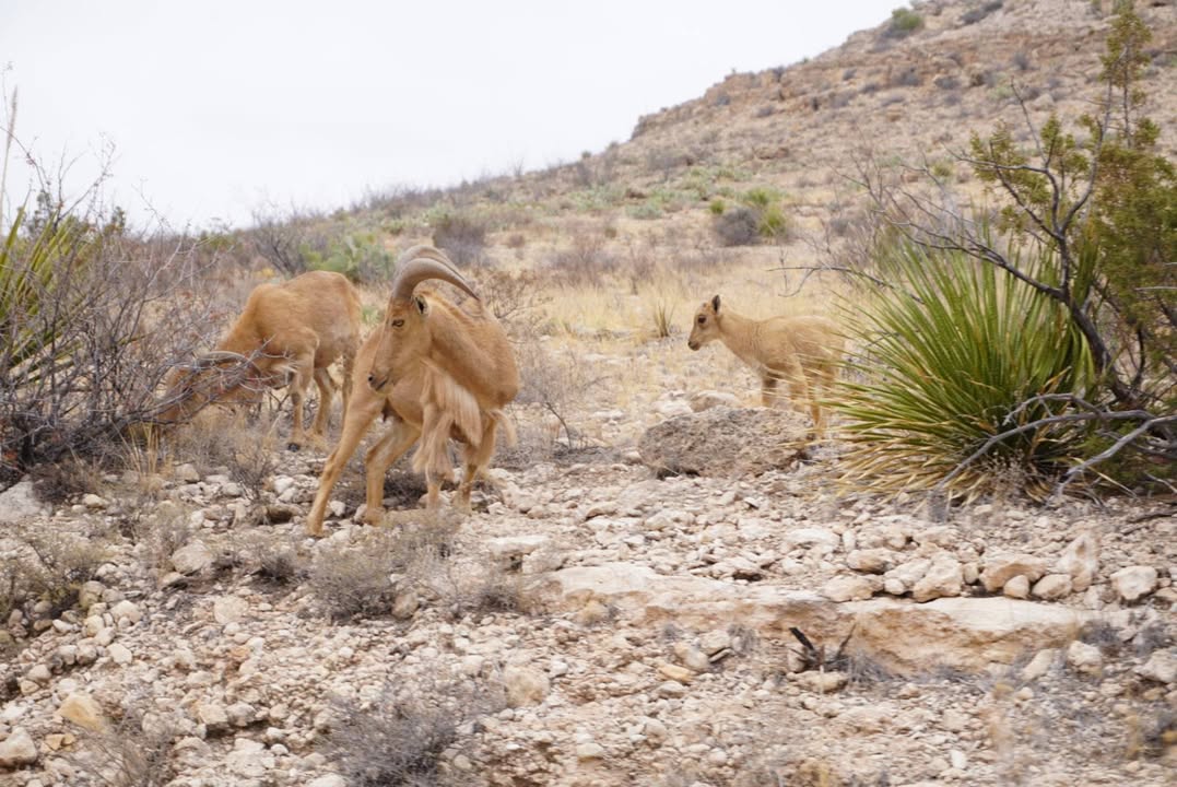 Barberry Sheep new Carlsbad Caverns