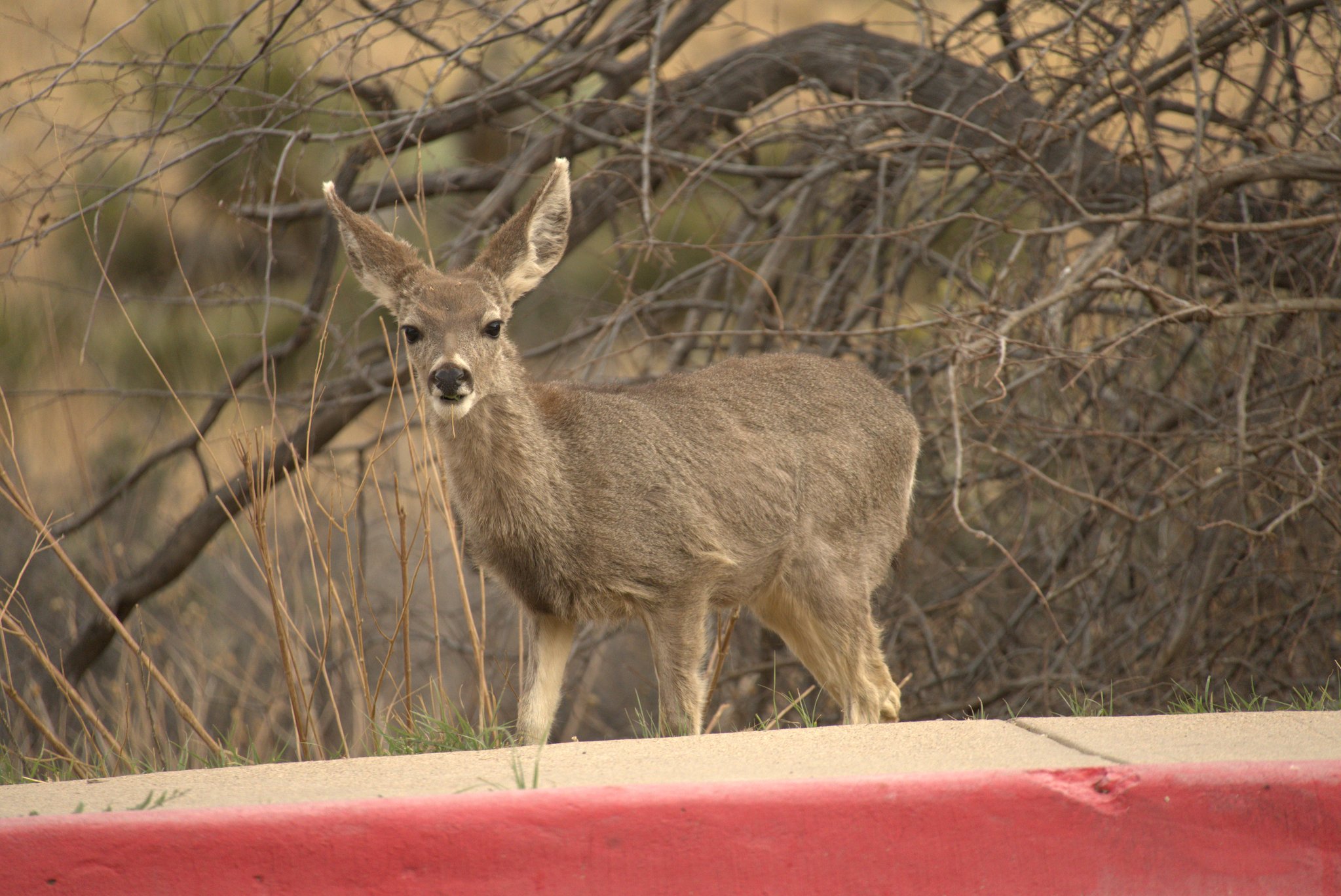 Guadalupe Mountains National Park, TX