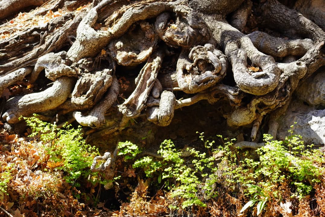 Ferns by Manzanita Springs