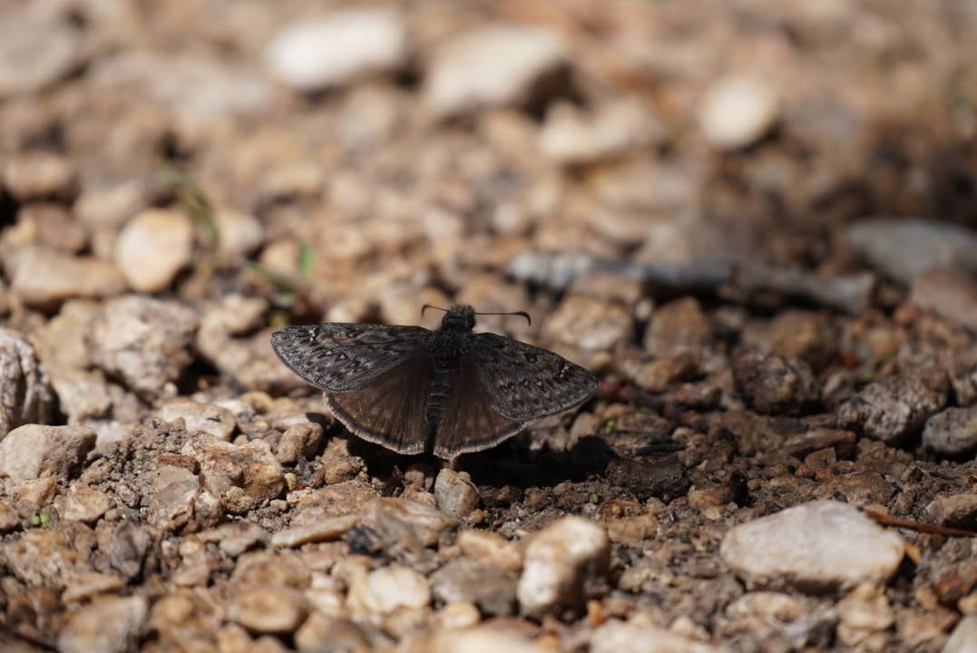 Funereal Duskywing