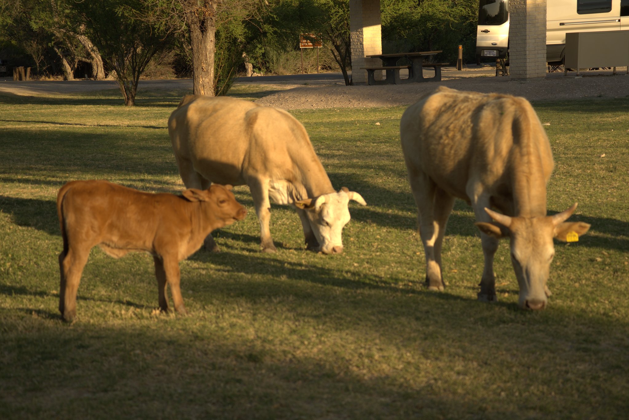 Leaving Big Bend's Rio Grande Village Campground