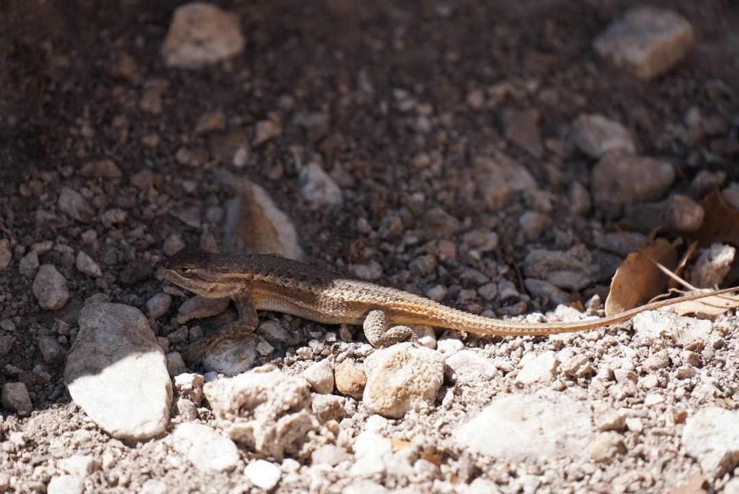 Little Striped Whiptail Lizard Near Manzanita Spring