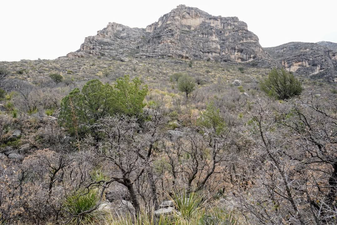 McKittrick Canyon Trail