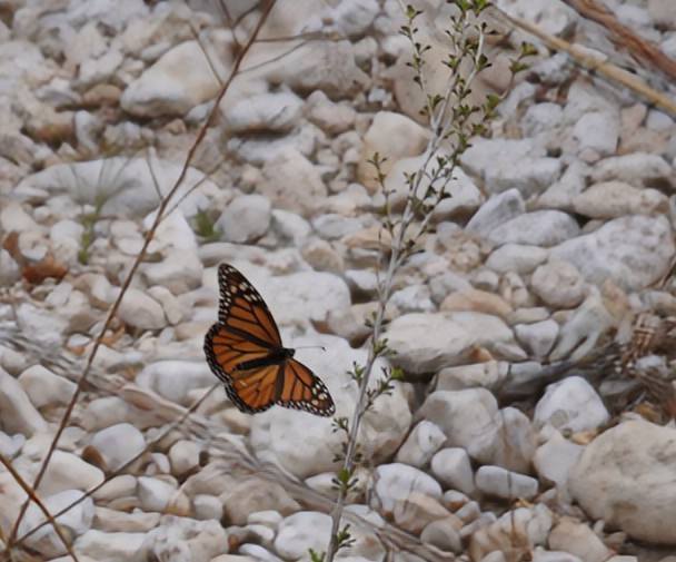 Monarch Butterfly