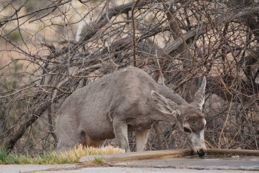 Mule deer at Pine Springs