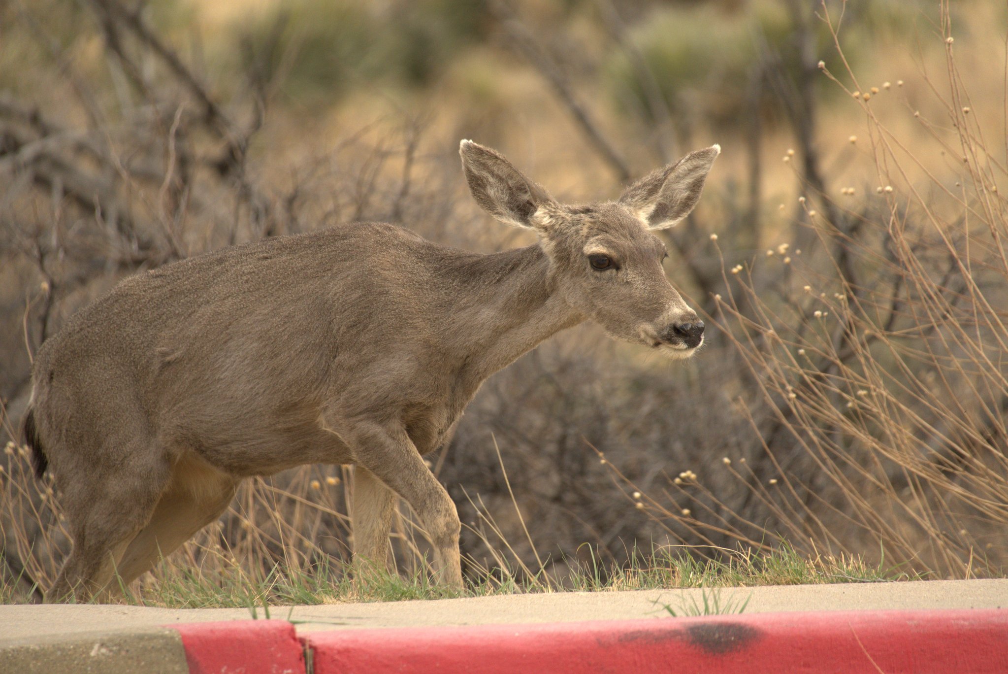 Mule Deer at Pine Springs Campground