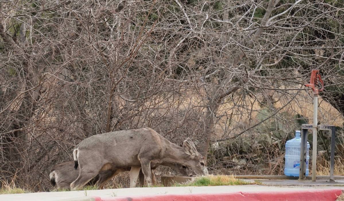 Mule deer at Pine Springs water spigot