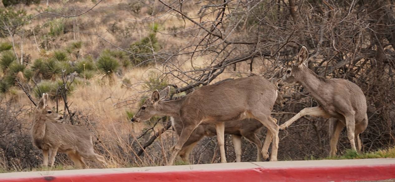 Mule Deer Drama