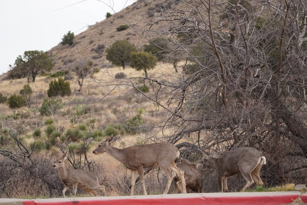 Mule Deer Drama