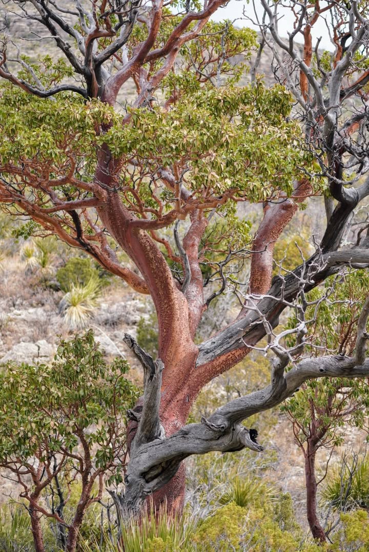 Texas Madrone