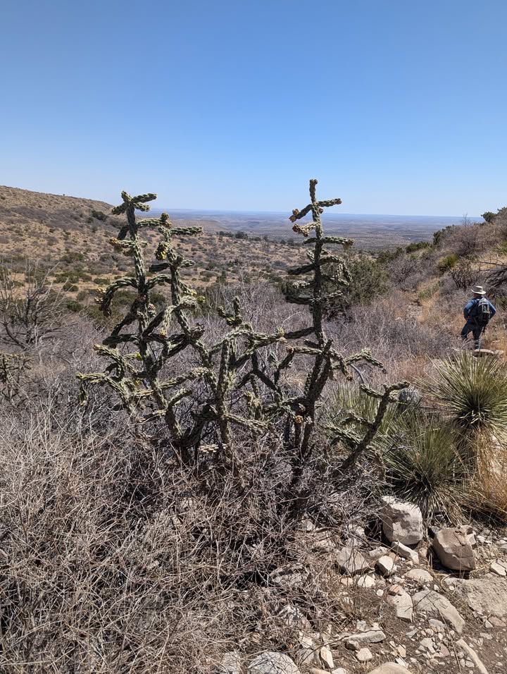 walking stick cholla cactus
