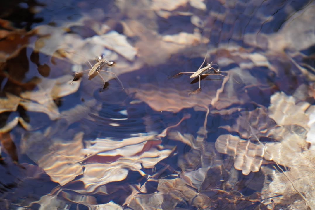 Water Bugs on Manzanita Spring