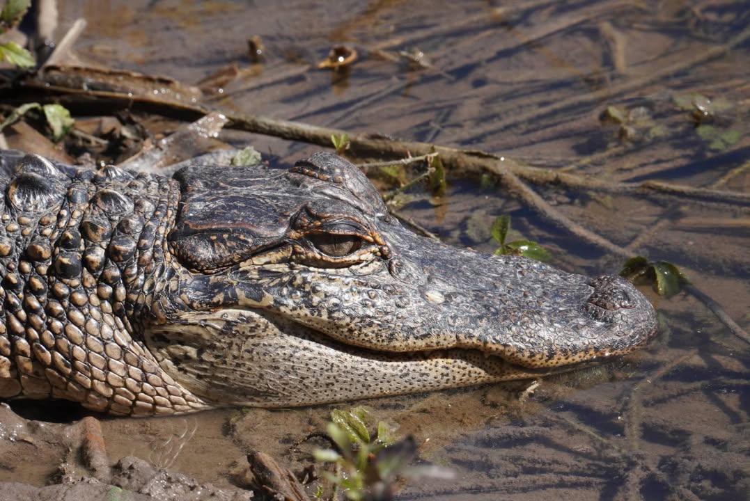 Gator at Sheldon Lake State Park