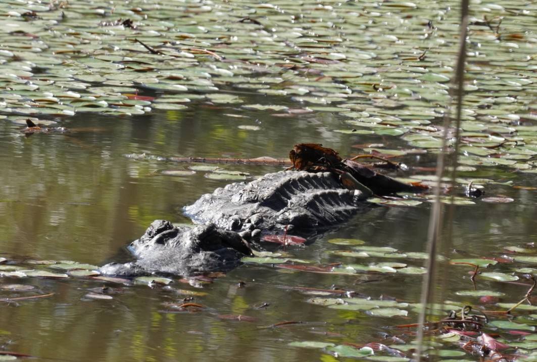 Gator at Sheldon Lake State Park