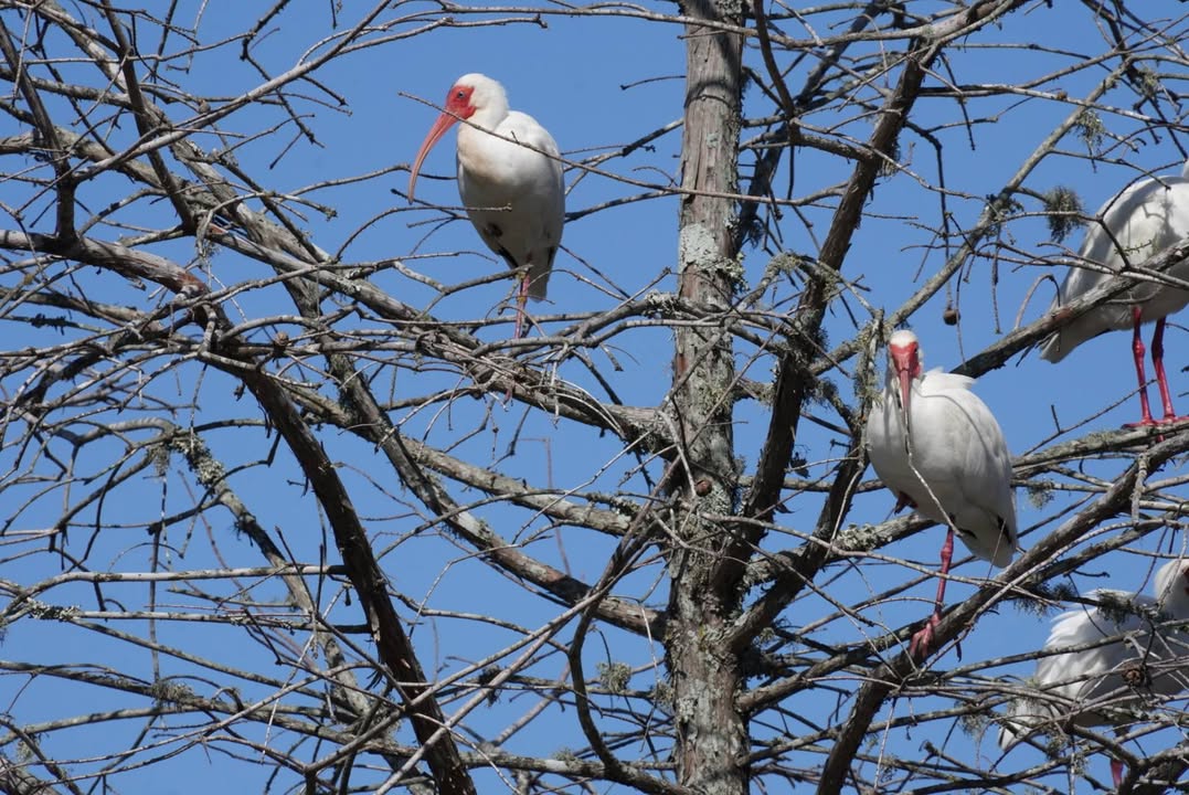 Ibis at Sheldon Lake State Park