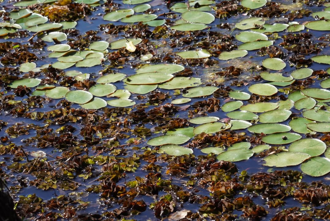 Sheldon Lake State Park