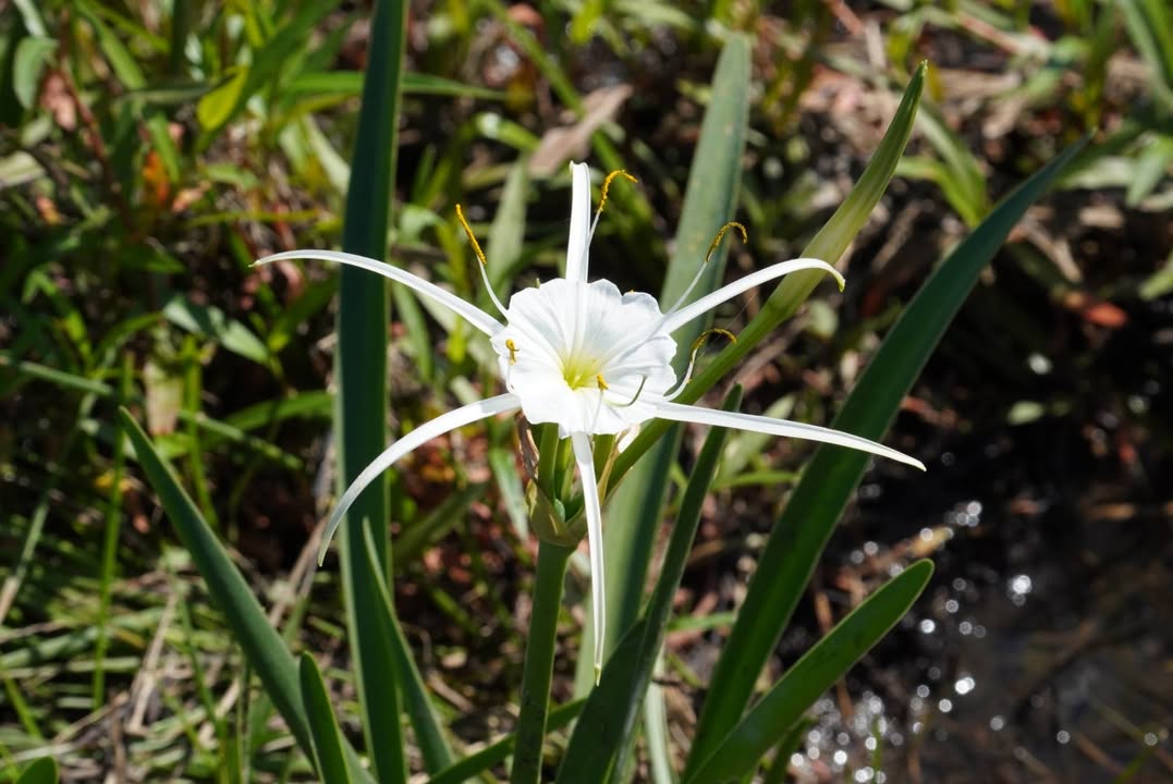 Spider Lily at Sheldon Lake State Park
