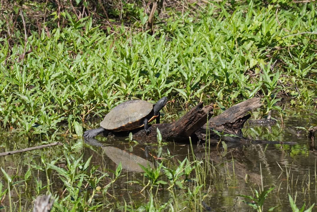 Turtle at Sheldon Lake State Park