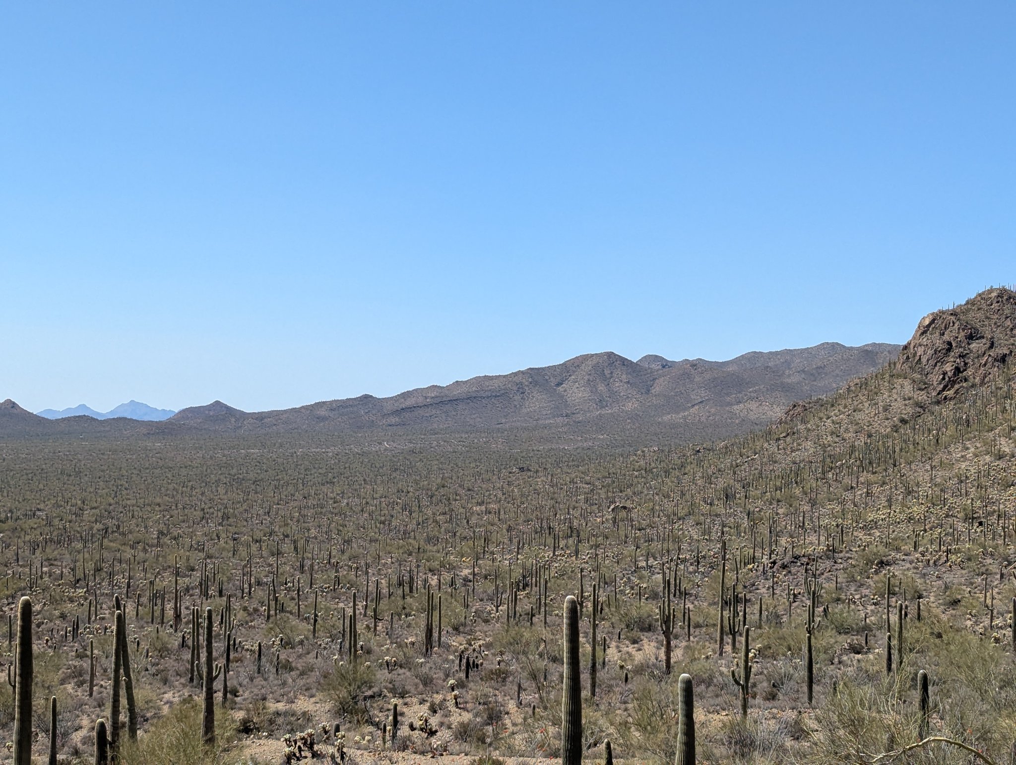 Saguaro Cactus in Tucson