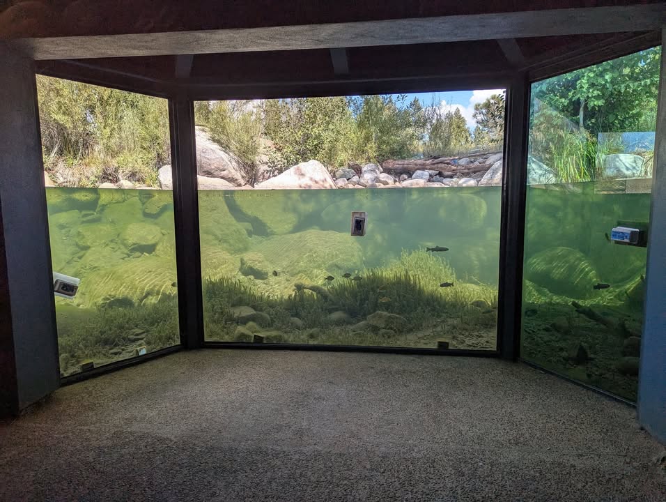 Fish Exhibit on Taylor Creek Rainbow Trail