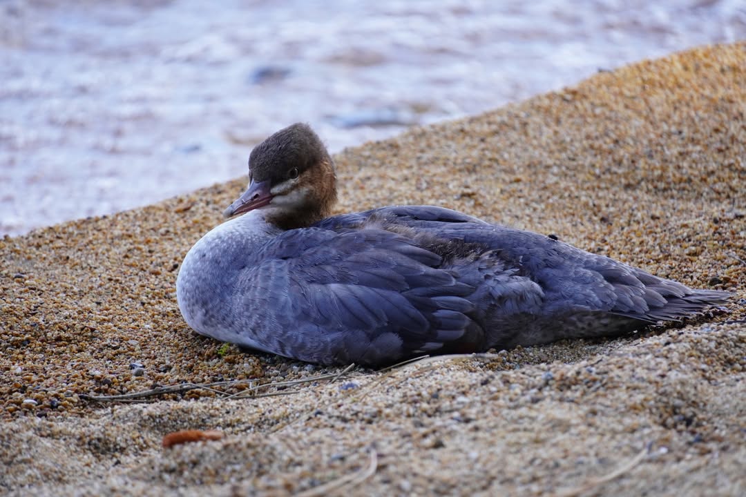 Merganser at Lake Tahoe