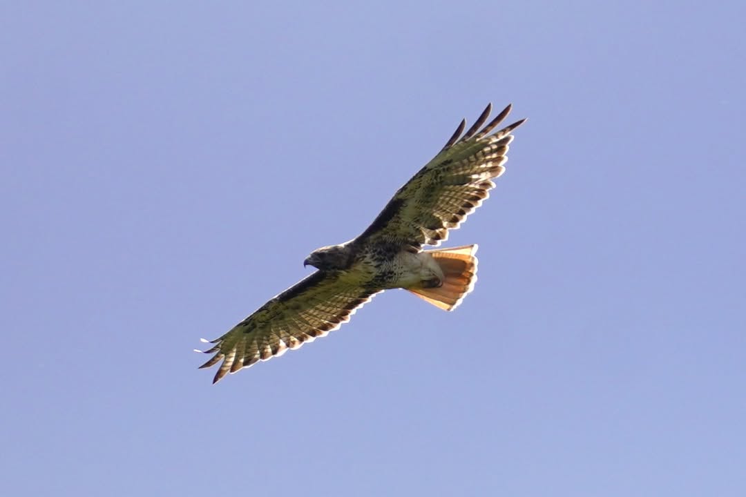 Redtail Hawk on Taylor Creek Rainbow Trail
