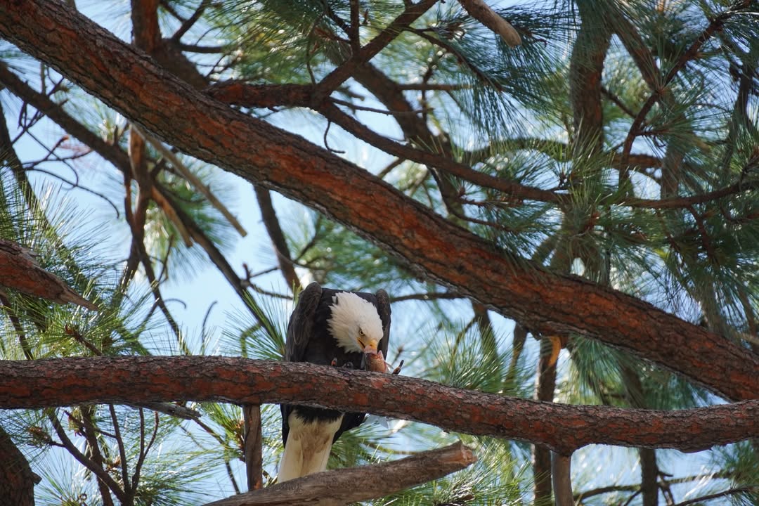 Bald Eagle at Valhalla