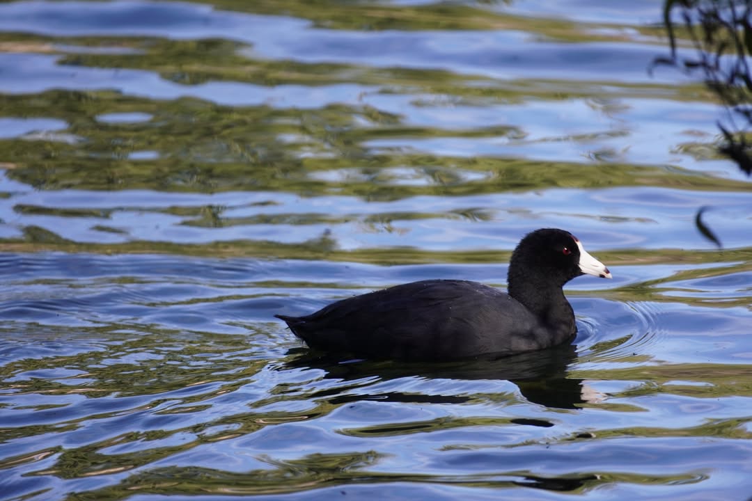 American Coot at Manzanita Lake