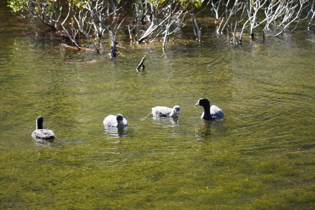 American Coot family at Manzanita Lake
