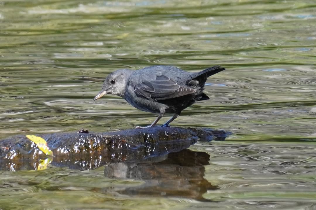 American Dipper at Manzanita Lake