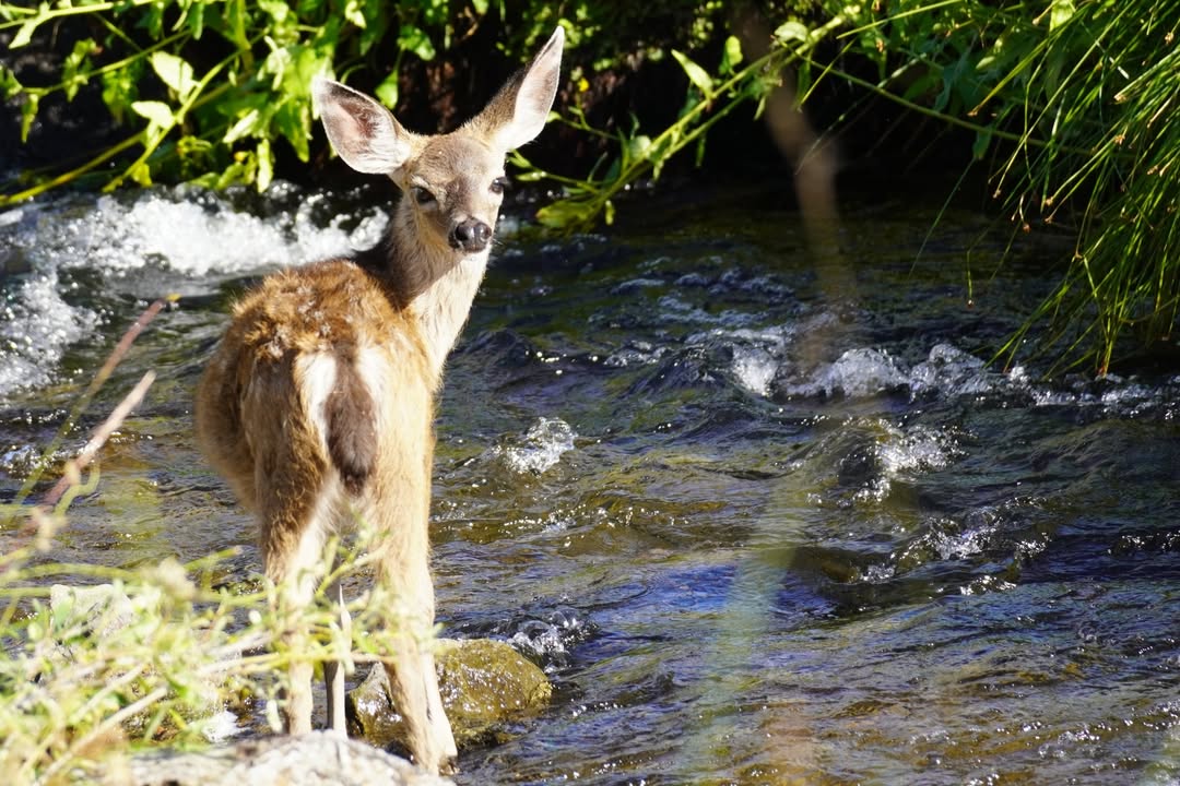Fawn along Kings Creek Falls Trail