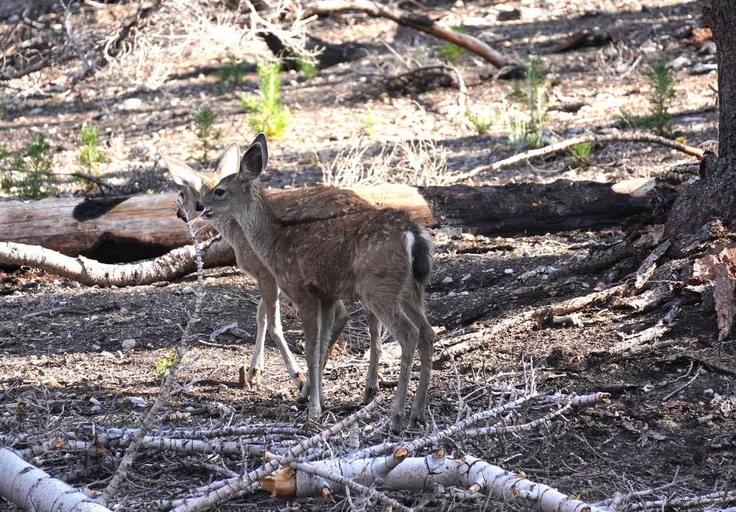 Fawn along Kings Creek Falls Trail after crossing the river
