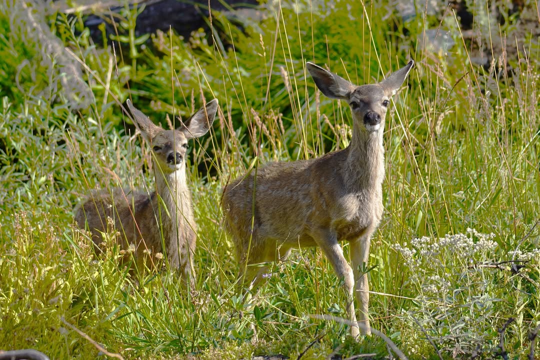 Fawns along Kings Creek Falls Trail