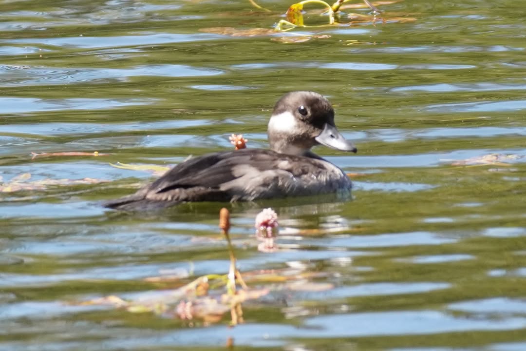 female Bufflehead at Manzanita Lake