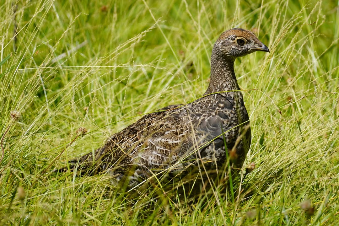 Female Grouse at Summit Lake
