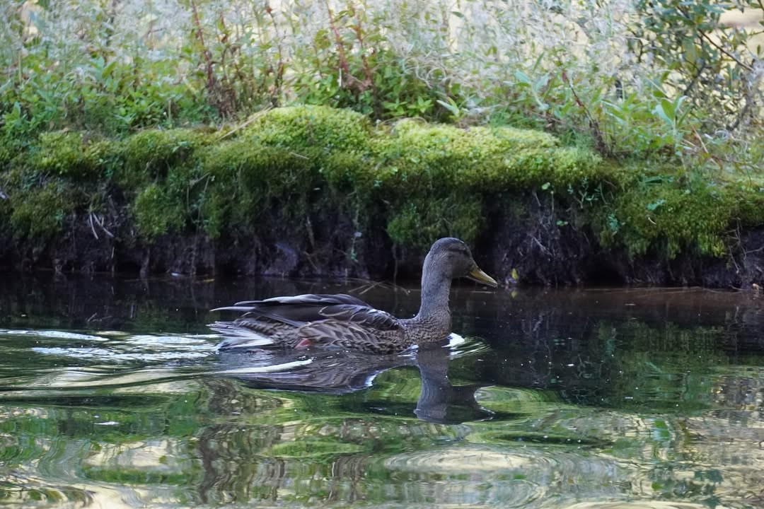 Female Mallard at Manzanita Lake