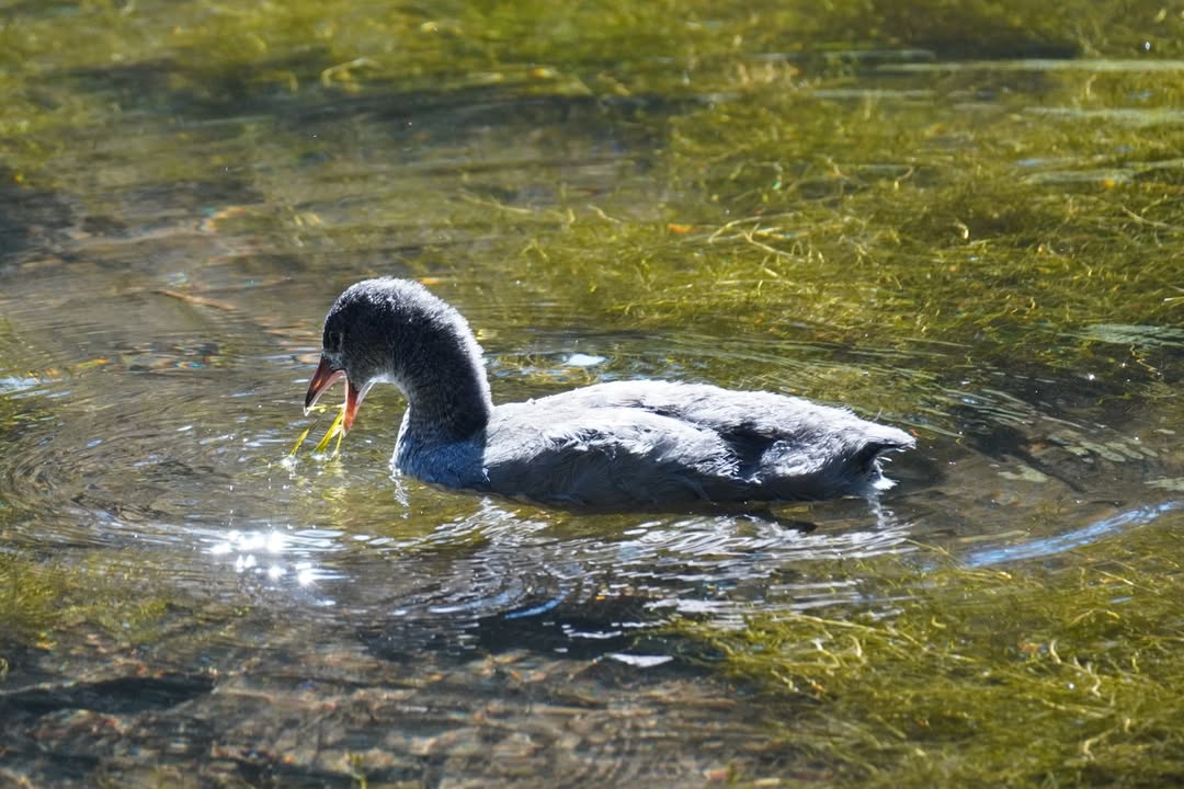 Juvenile American Coot at Manzanita Lake