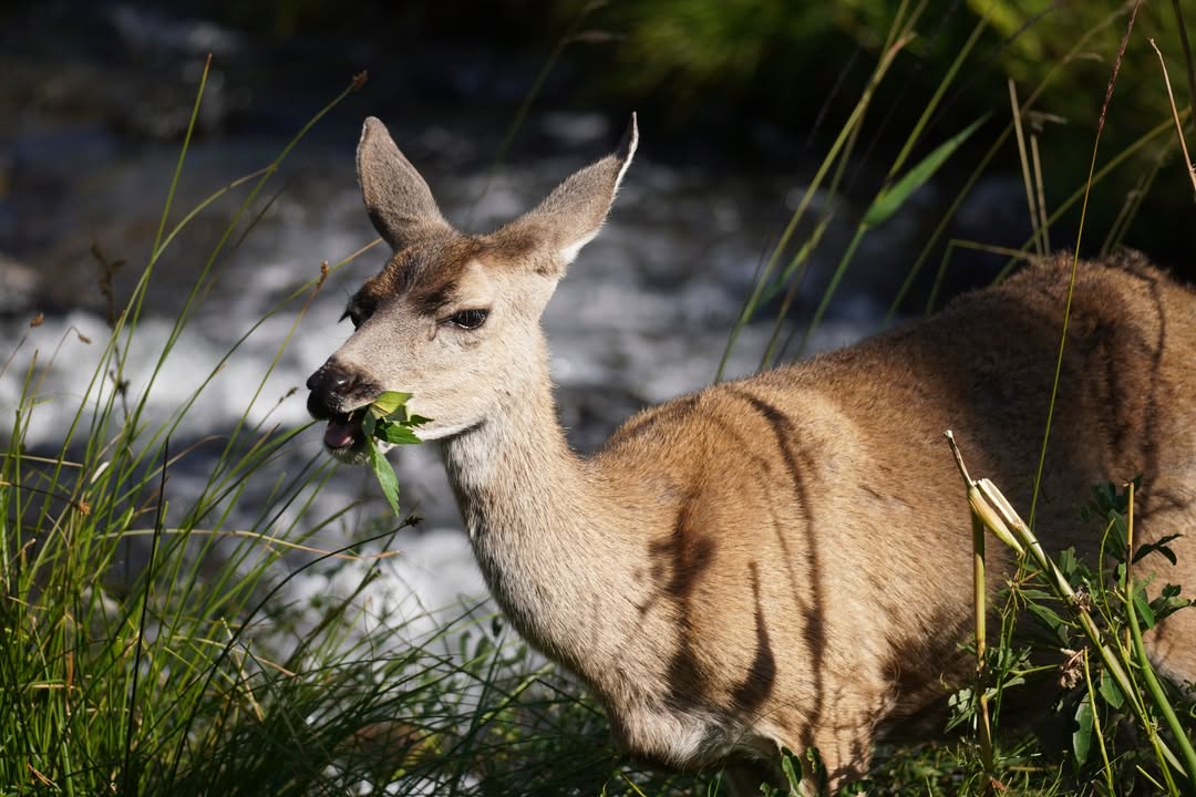 Mother deer at Kings Creek Falls Trail