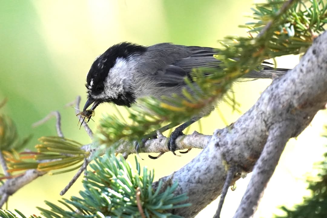 Mountain Chickadee along Kings Creek Falls Trail