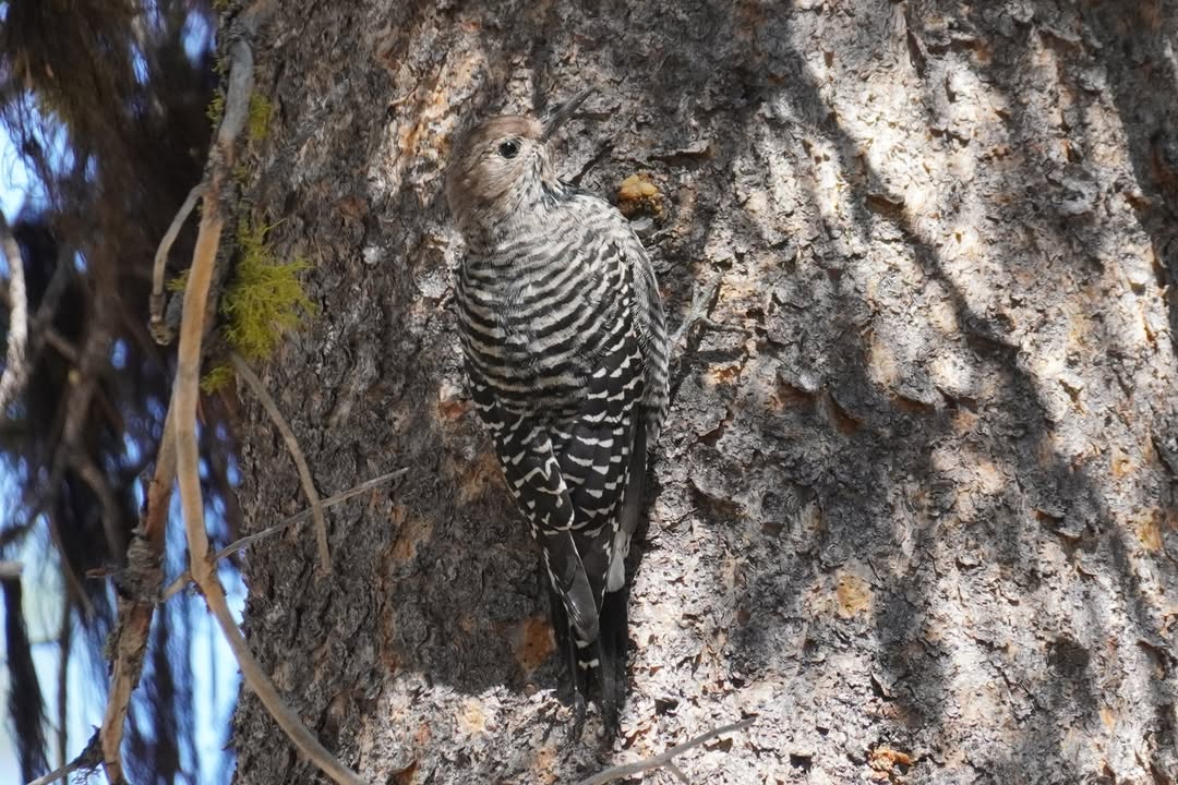 Williamson’s Sapsucker at North Summit Lake Campground