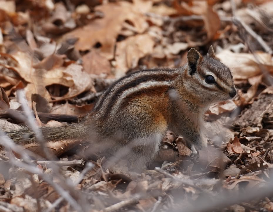 Chipmunk at Park Point Fire Lookout
