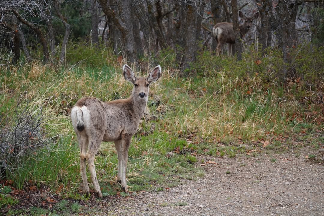 Deer in Morefield Campground