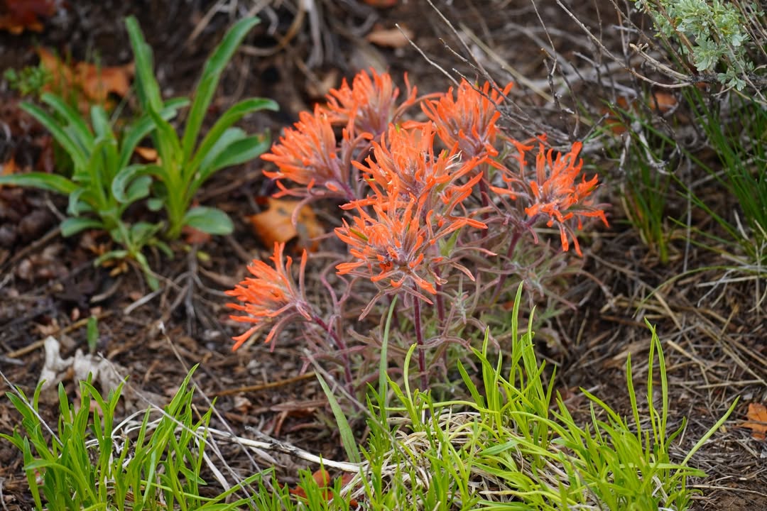 Indian Paintbrush at Mesa Verde