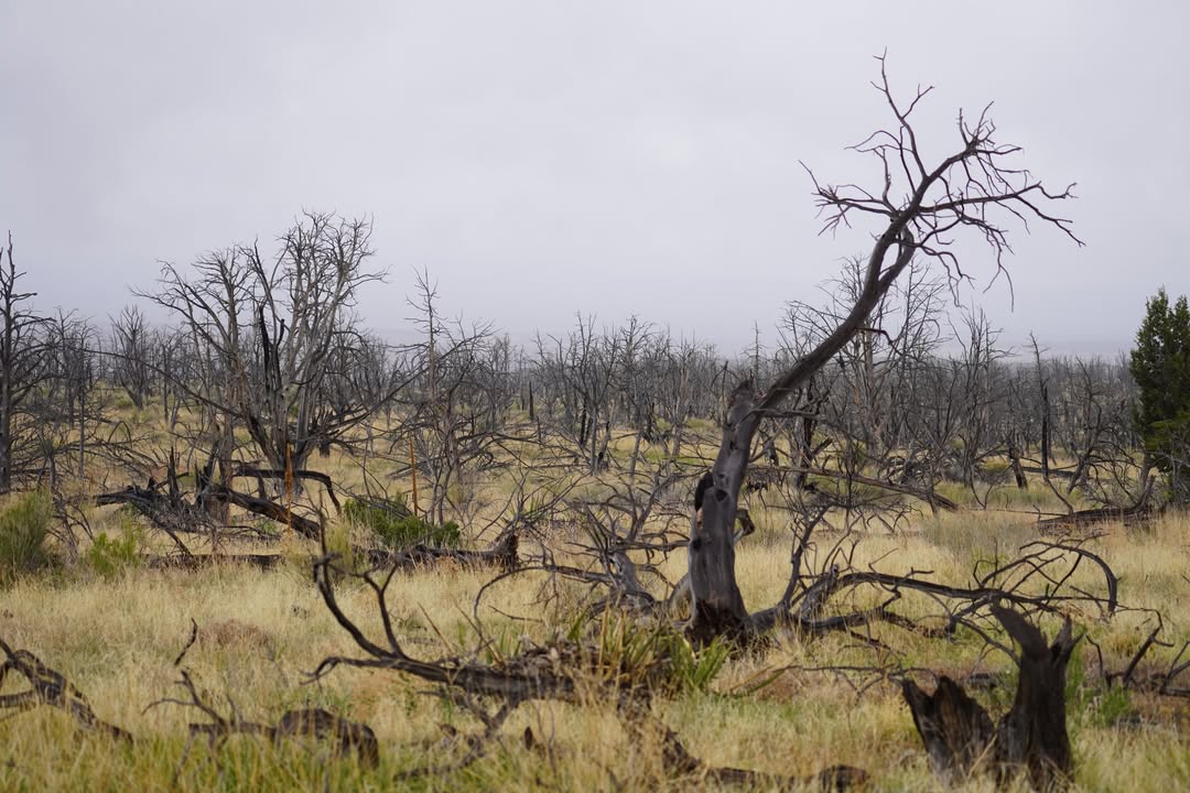 Long Mesa Fire