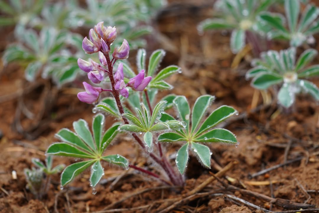 Lupine at Mesa Verde