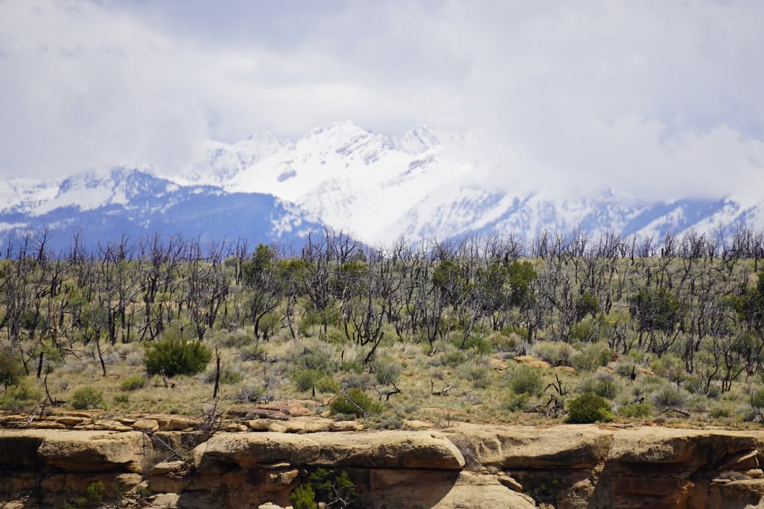 Mesa Verde Views