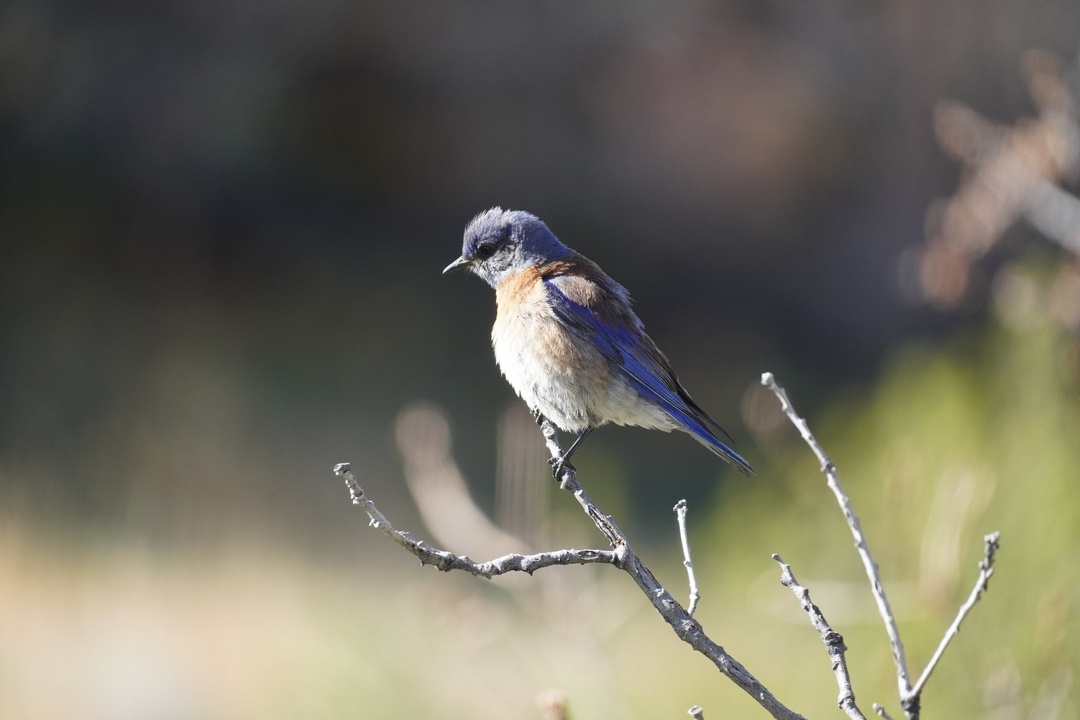 Mountain Bluebird at Mesa Verde