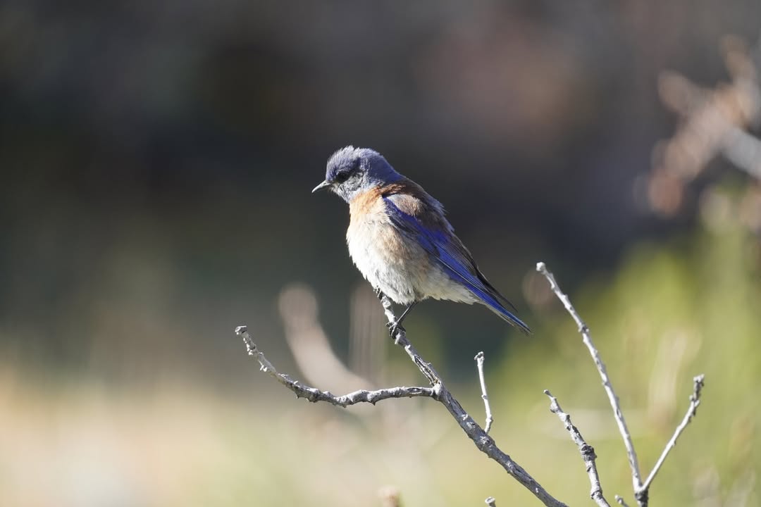 Mountain Bluebird in Morefield Campground